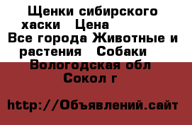 Щенки сибирского хаски › Цена ­ 12 000 - Все города Животные и растения » Собаки   . Вологодская обл.,Сокол г.
